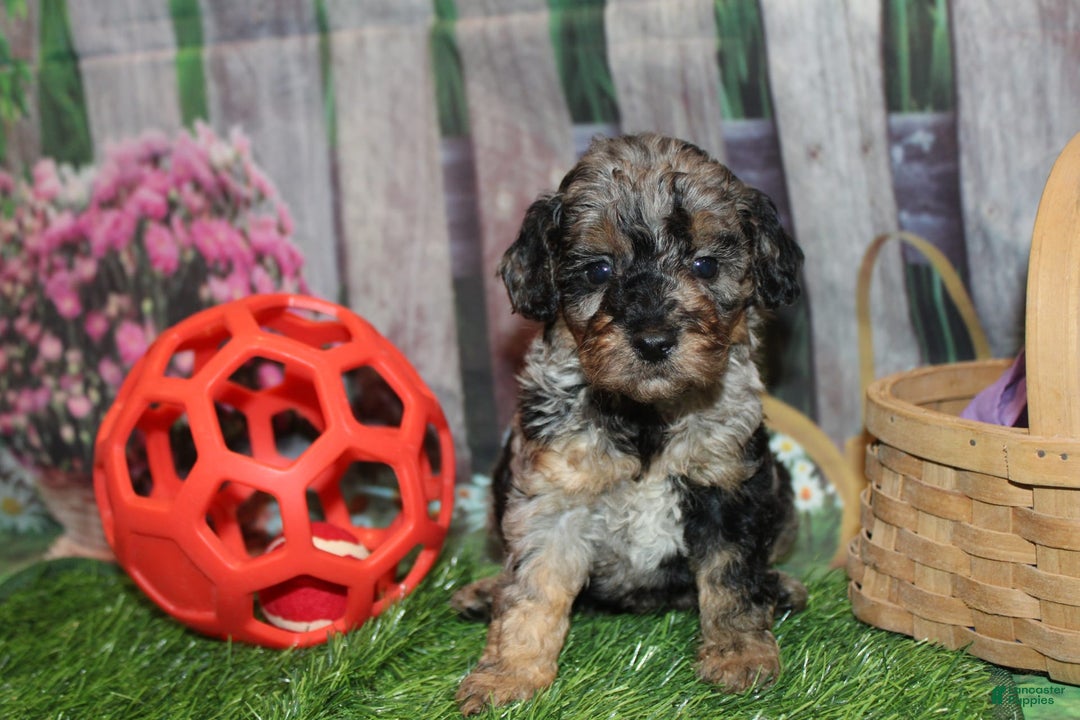 Gallery Image {{count}}