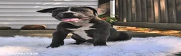Frenchton dogs for sale: Rover - Ad 7