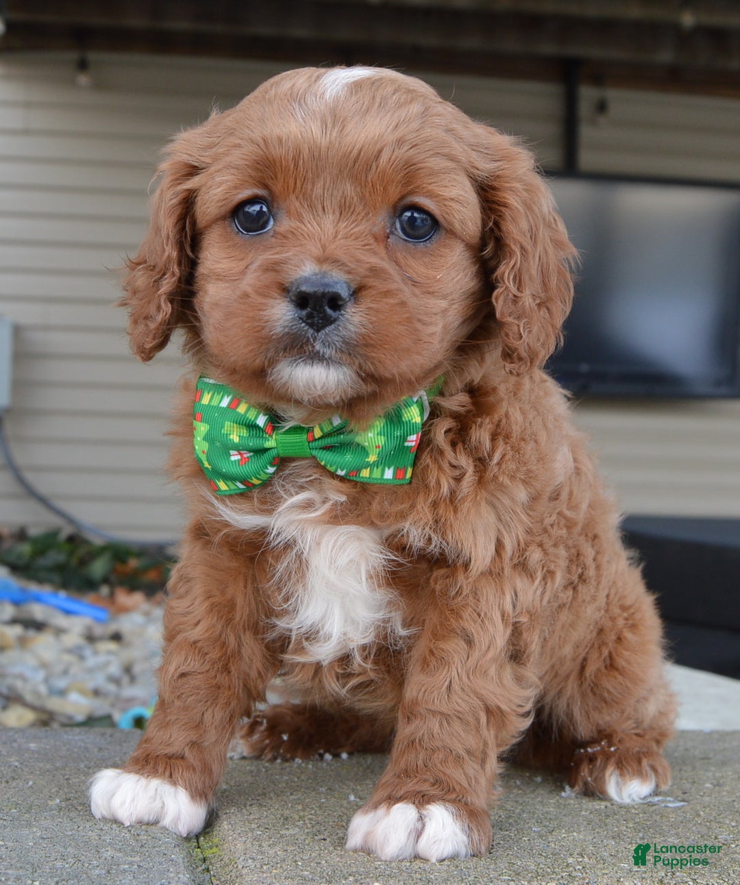 Cavapoo dogs for sale: Cora - Ad 1