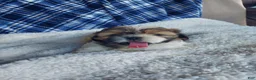 Shih Tzu dogs for sale: MOLLY - Ad 6
