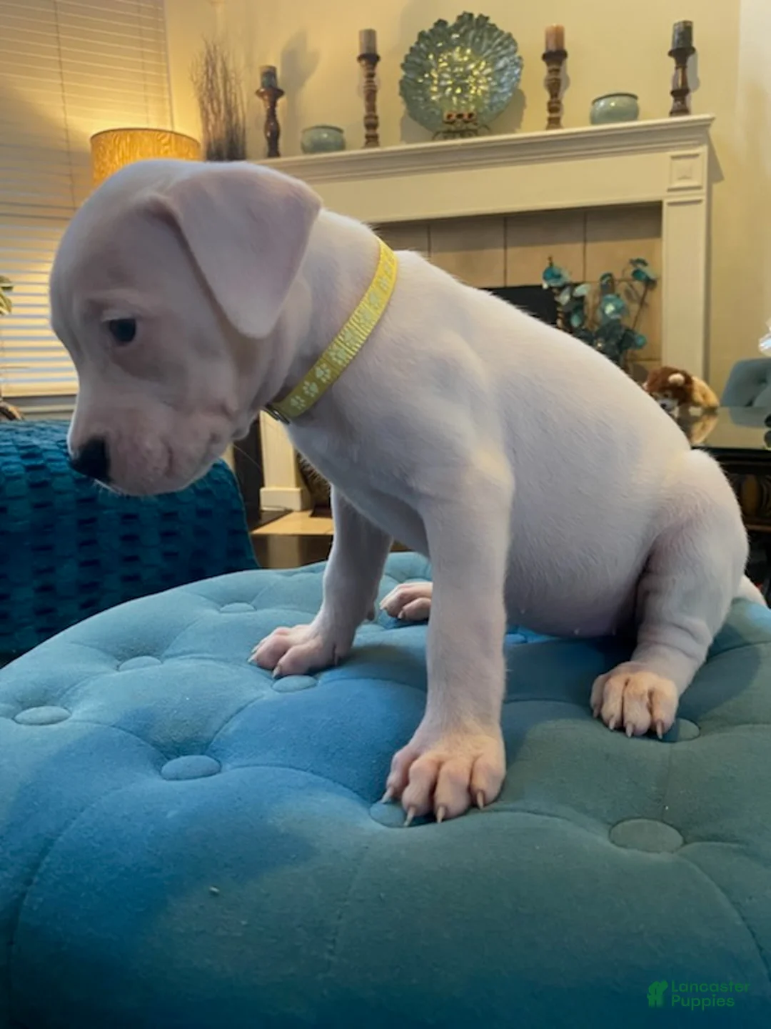 Dogo Argentino dogs for sale: Yellow Collar - Ad 3