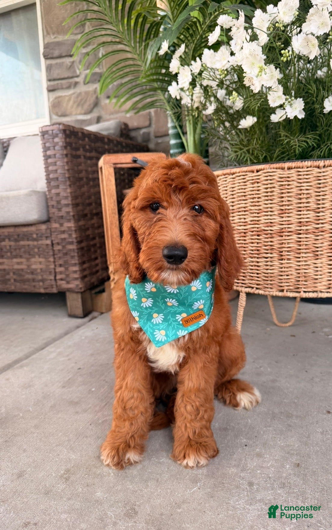 Goldendoodle dogs Elsie - Ad 2