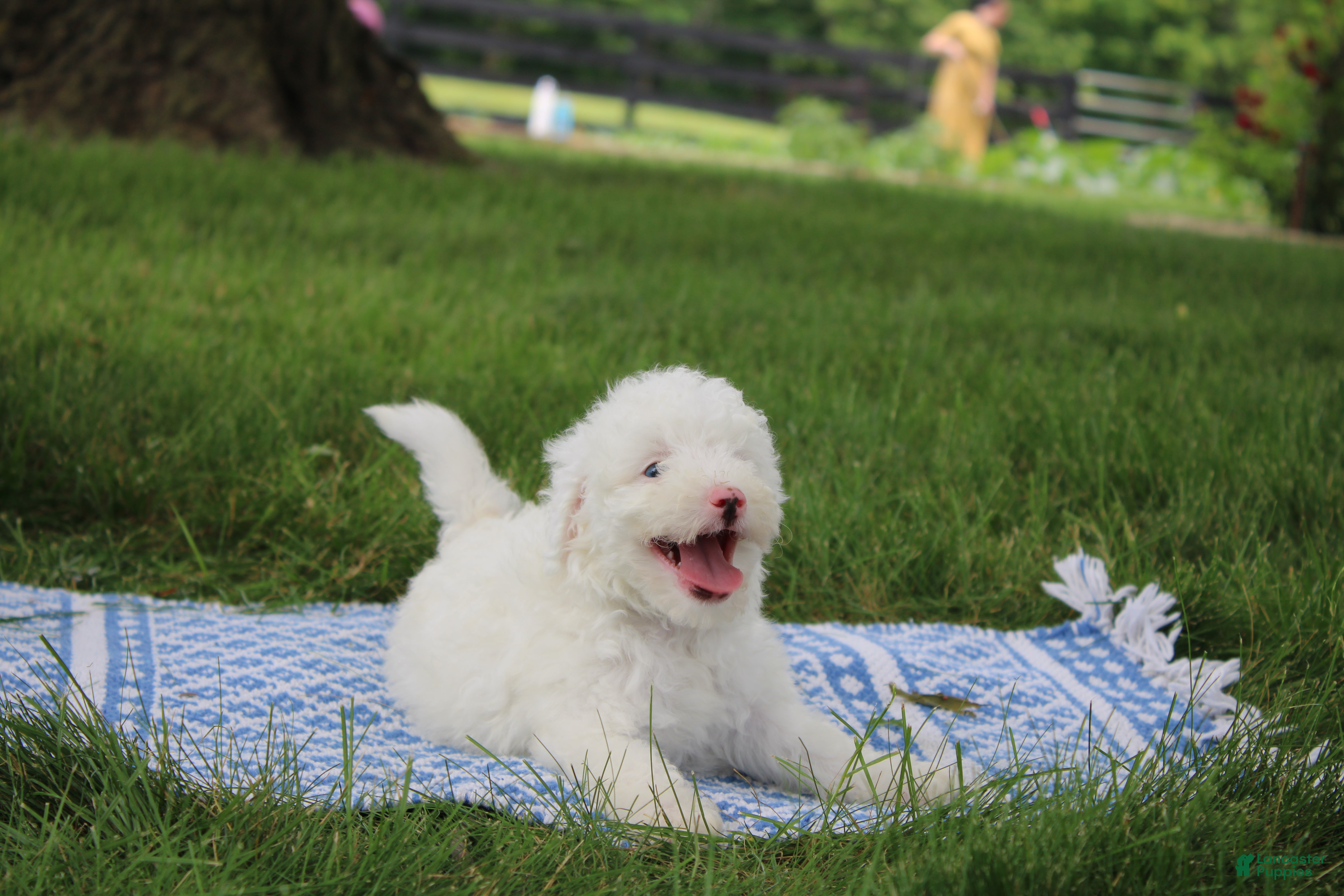 Mini Goldendoodle dogs Ty - Ad 28