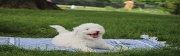Mini Goldendoodle dogs for sale: Ty - Ad 1