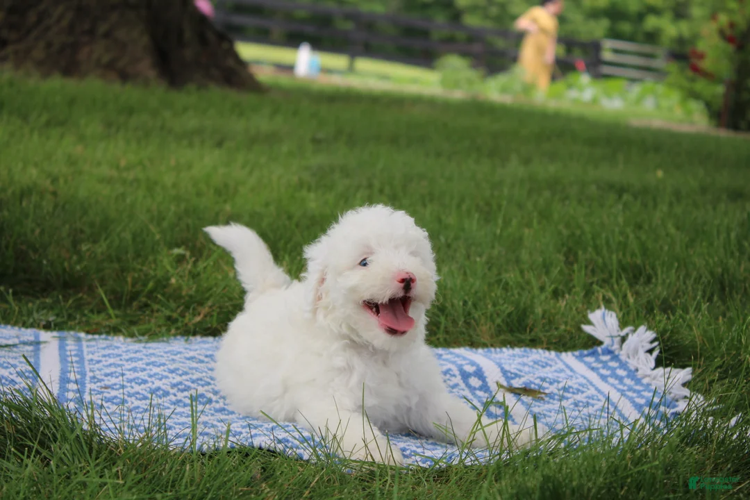 Mini Goldendoodle dogs for sale: Ty - Ad 1