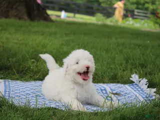 Mini Goldendoodle dogs Ty - Ad 28