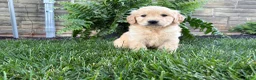Golden Retriever dogs for sale: Max - Ad 5
