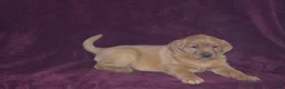 Labrador Retriever dogs for sale: Labrador Retriever Puppy 6 - Ad 3