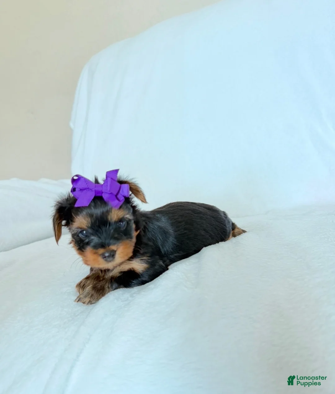 Yorkshire Terrier dogs for sale: Yorkshire Terrier 2 AKC peaches  - Ad 1