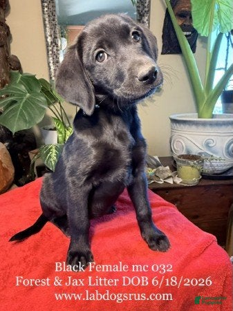 Labrador Retriever dogs Girl 2 - Ad 9