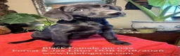 Labrador Retriever dogs for sale: Girl 2 - Ad 1