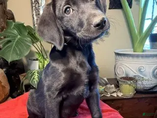 Labrador Retriever dogs Girl 2 - Ad 9