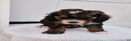 Mini Bernedoodle dogs for sale: Callie - Ad 5