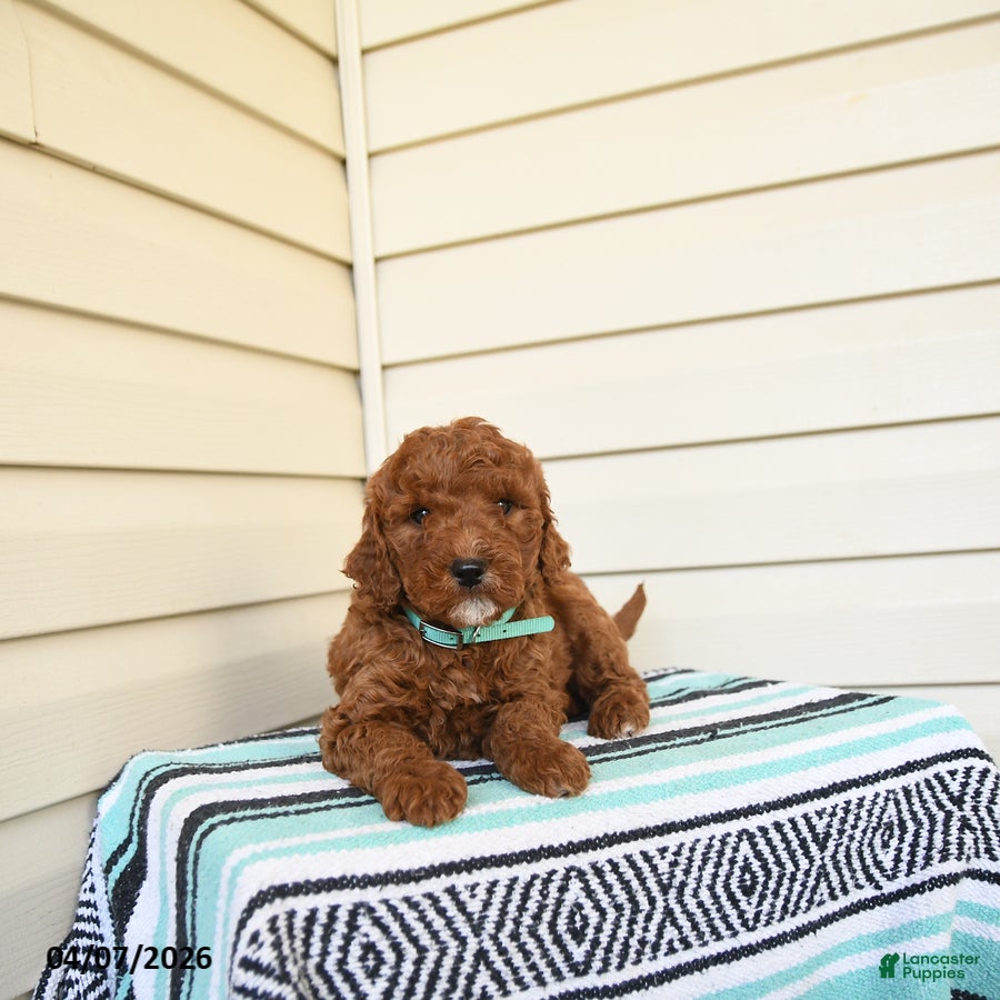 Goldendoodle dogs Mandy - Ad 1