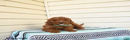 Goldendoodle dogs for sale: Mandy - Ad 1