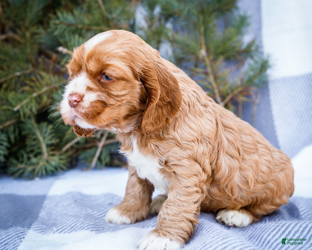 Cocker Spaniel dogs for sale: Sophie - Ad 4