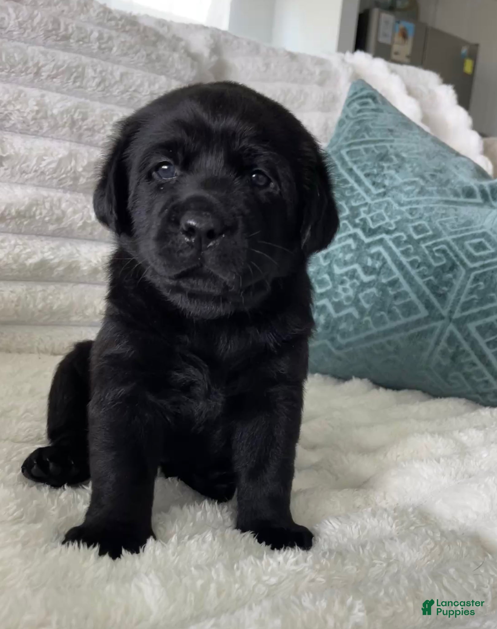 Labrador Retriever dogs for sale: Labrador Retriever Puppy -LUCKY  - Ad 1