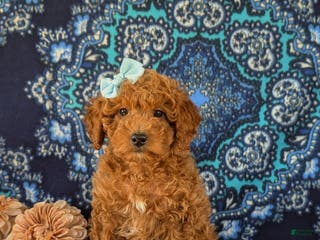 Miniature Labradoodle dogs Charlene Hypoallergenic - Ad 16