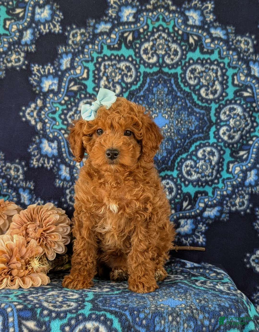 Miniature Labradoodle dogs for sale: Charlene Hypoallergenic - Ad 1