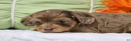 Cavapoo dogs for sale: Nevaeh - Ad 2