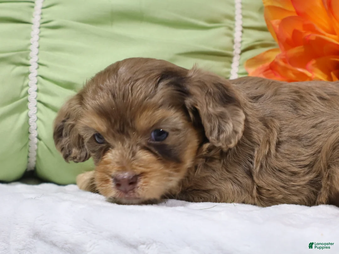 Cavapoo dogs for sale: Nevaeh - Ad 2