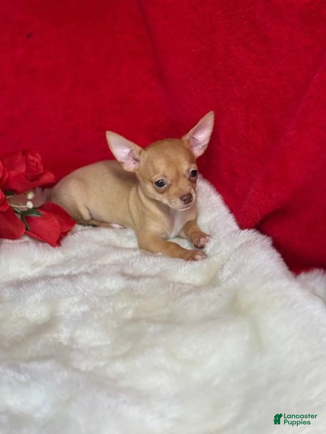 Chihuahua dogs for sale: Chihuahua Puppy 1 - Ad 2