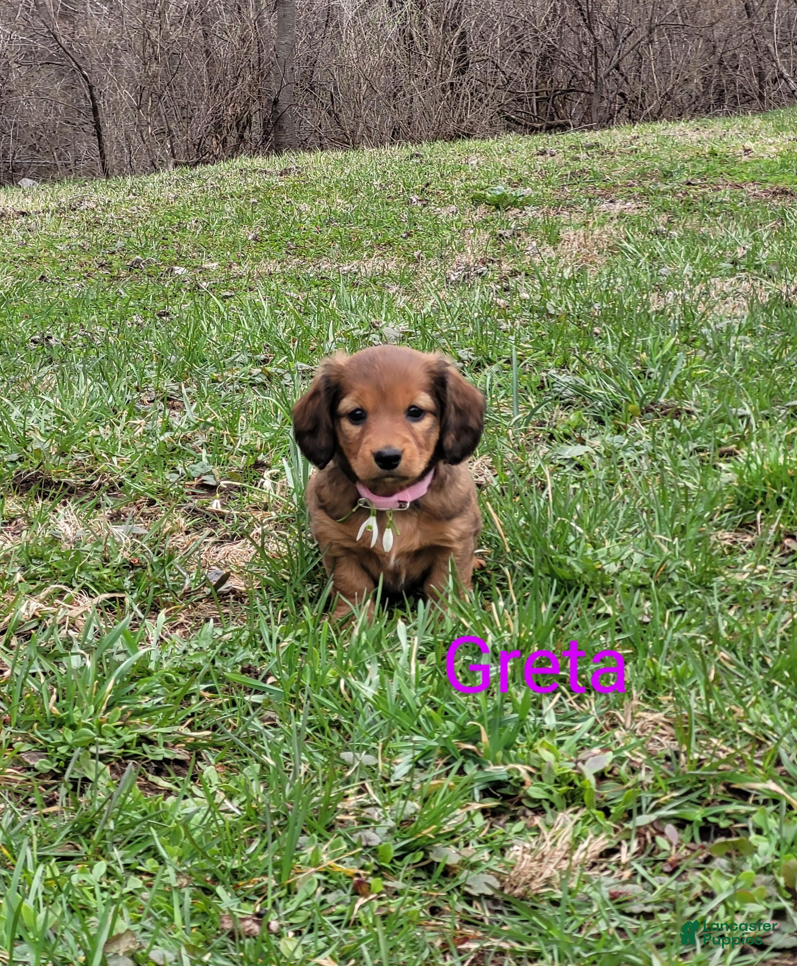 Dachshund dogs Greta - Ad 1