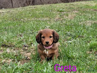 Dachshund dogs for sale: Greta - Ad 2