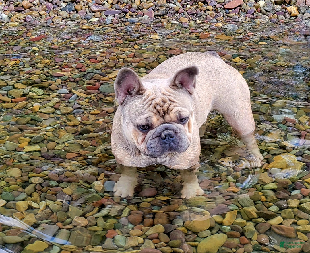 French Bulldog dogs for sale: Olaf – Lilac Big Rope French Bulldog with Panda Husky Pattern, carries pink and fluffy - Ad 14