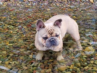 French Bulldog dogs for sale: ❄️ Elsa – Blue Panda Husky-Pattern French Bulldog - Ad 1