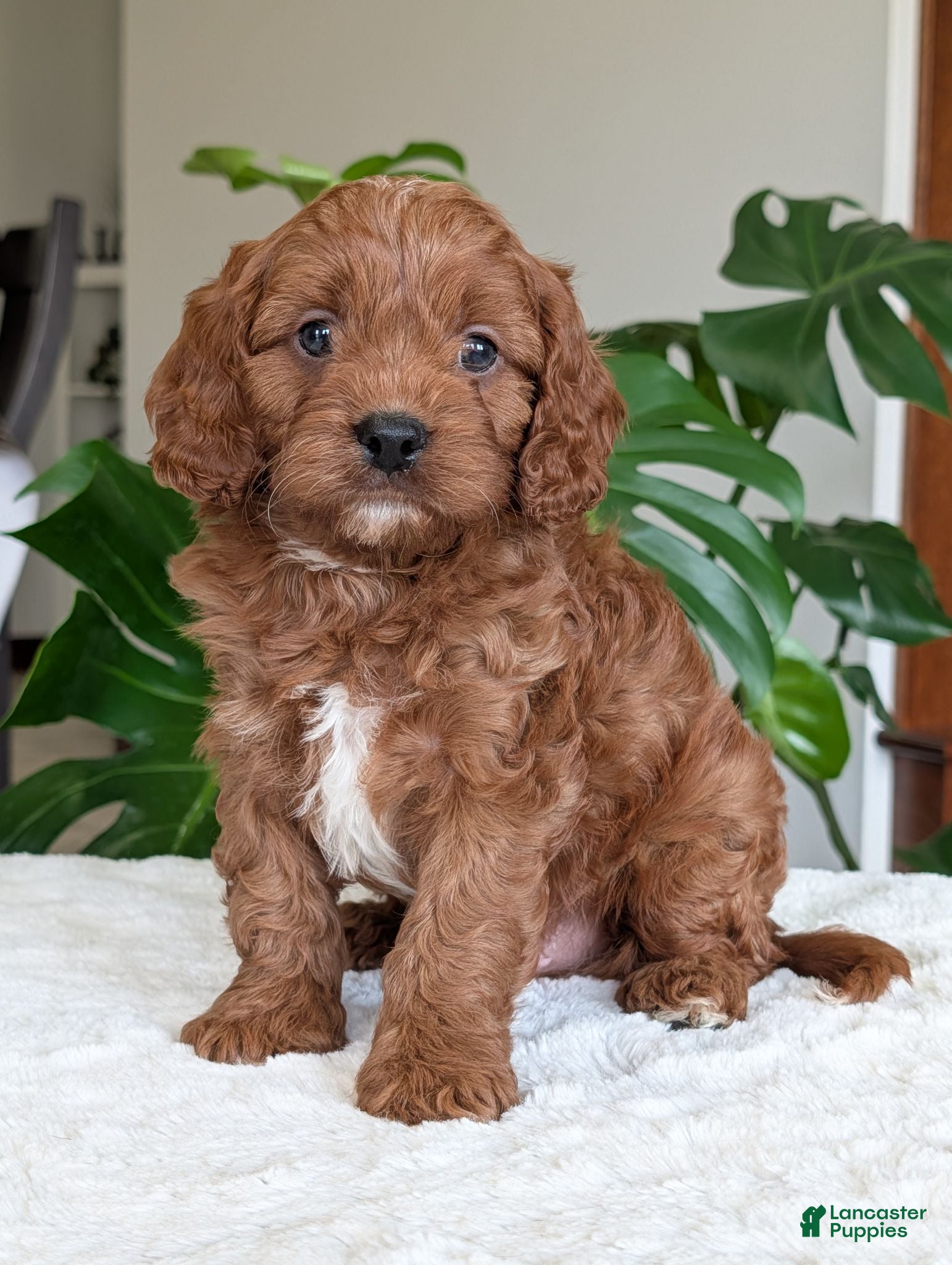 Cavapoo dogs Jake - Ad 1