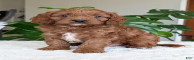 Jake