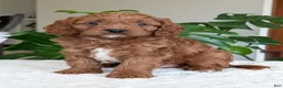 Cavapoo dogs for sale: Jake - Ad 1