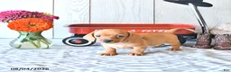 Miniature Dachshund dogs for sale: Ronny - Ad 4