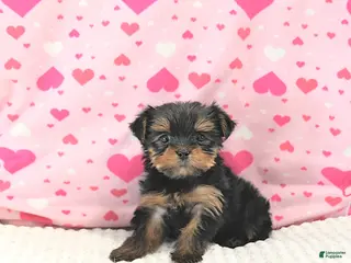 Yorkshire Terrier dogs Bambi EXTRA SMALL - Ad 1