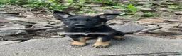 German Shepherd dogs for sale: Collar Tan  - Ad 6