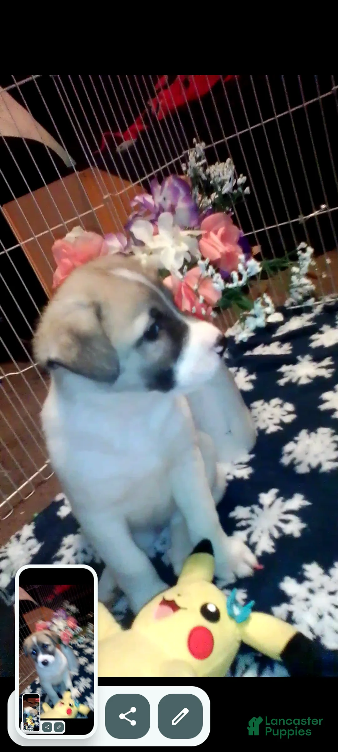 Mixed Breed dogs for sale: BABY JOJO  - Ad 20