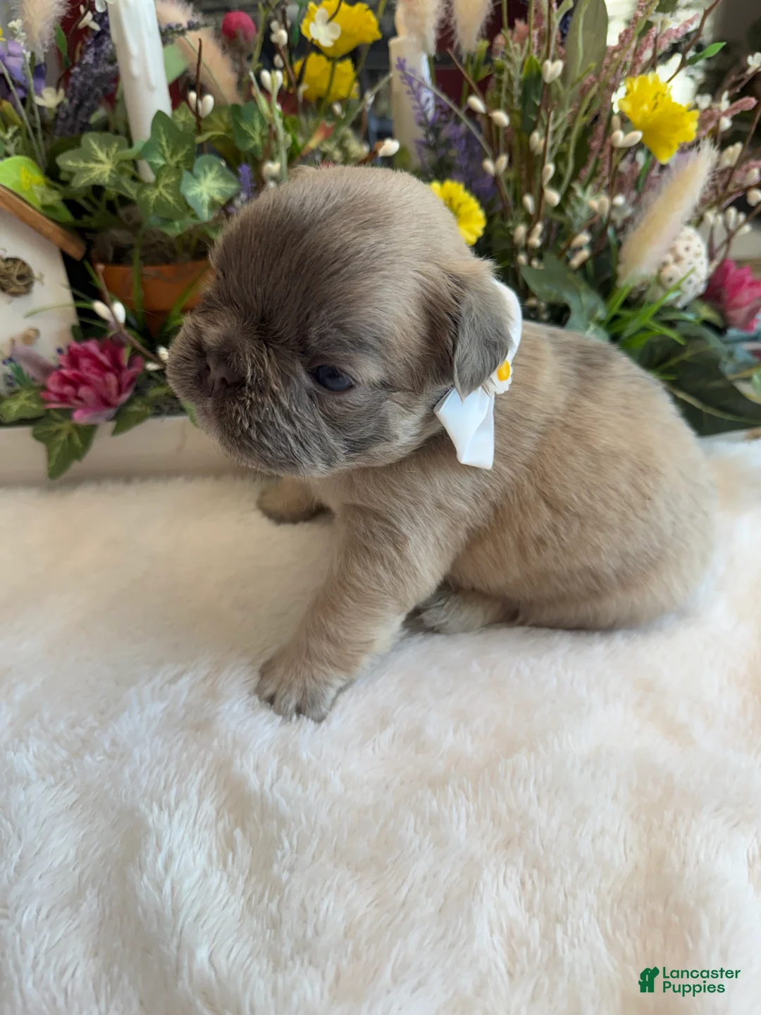 French Bulldog dogs for sale: Yoshi - Ad 1