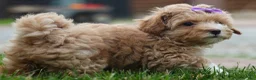 Havapoo dogs for sale: Ellie Mae 💛🐾 - Ad 6
