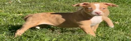American Bully dogs for sale: American Bully 6 - Ad 1