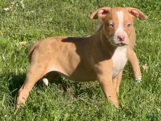 American Bully dogs American Bully 6 - Ad 4