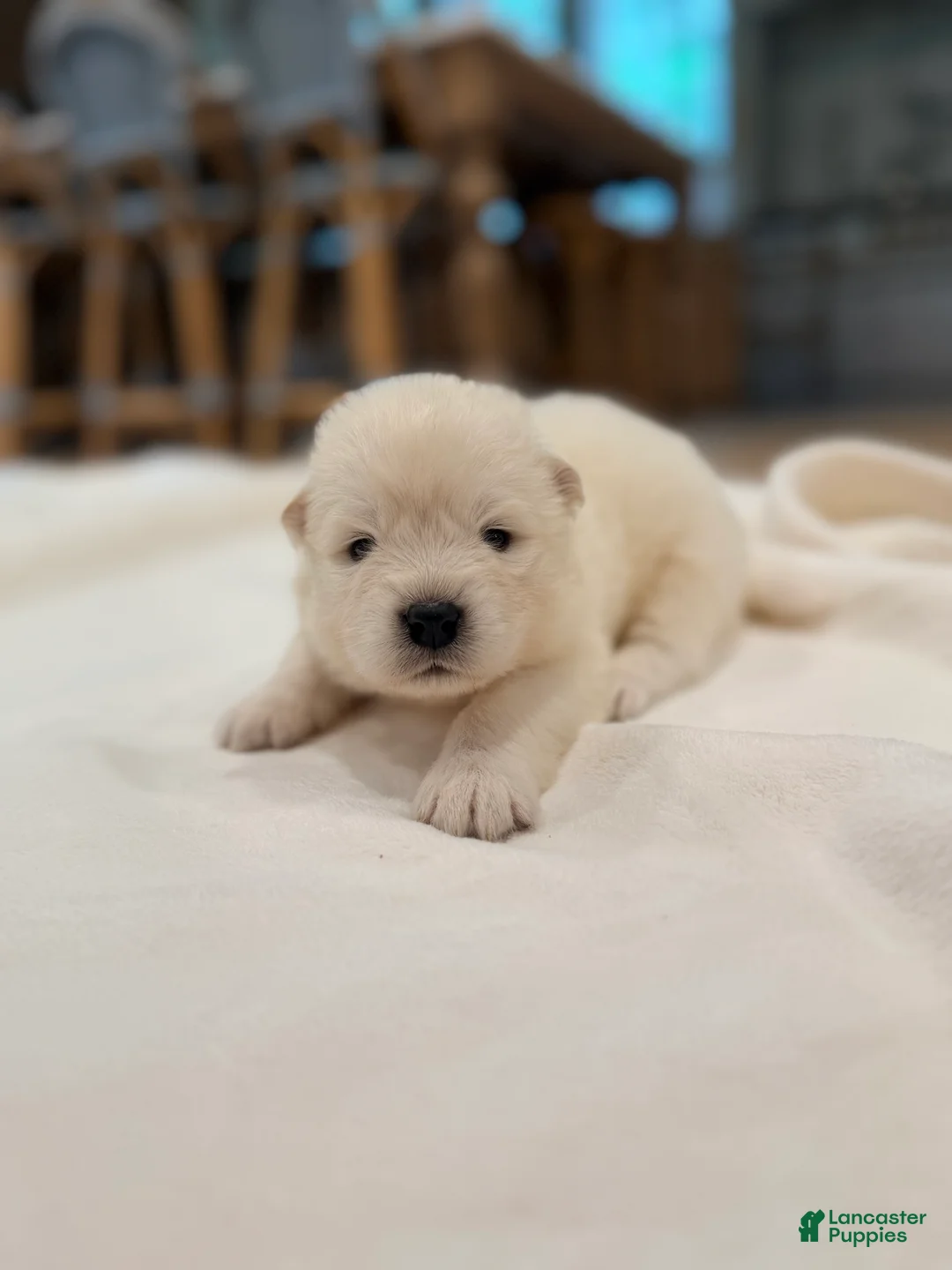Samoyed dogs for sale: Jimmy - Ad 1