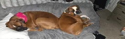 Boxer dogs for sale: Boxer Puppy 1 - Ad 5