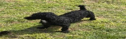 Toy Poodle dogs for sale: Prince - Ad 3