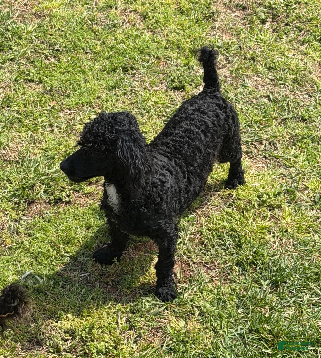 Toy Poodle dogs for sale: Prince - Ad 3