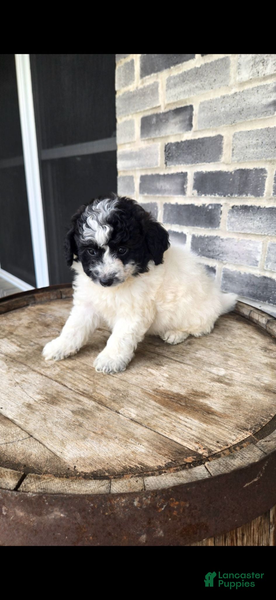 Mini Bernedoodle dogs Mini Bernedoodle 4 - Ad 2