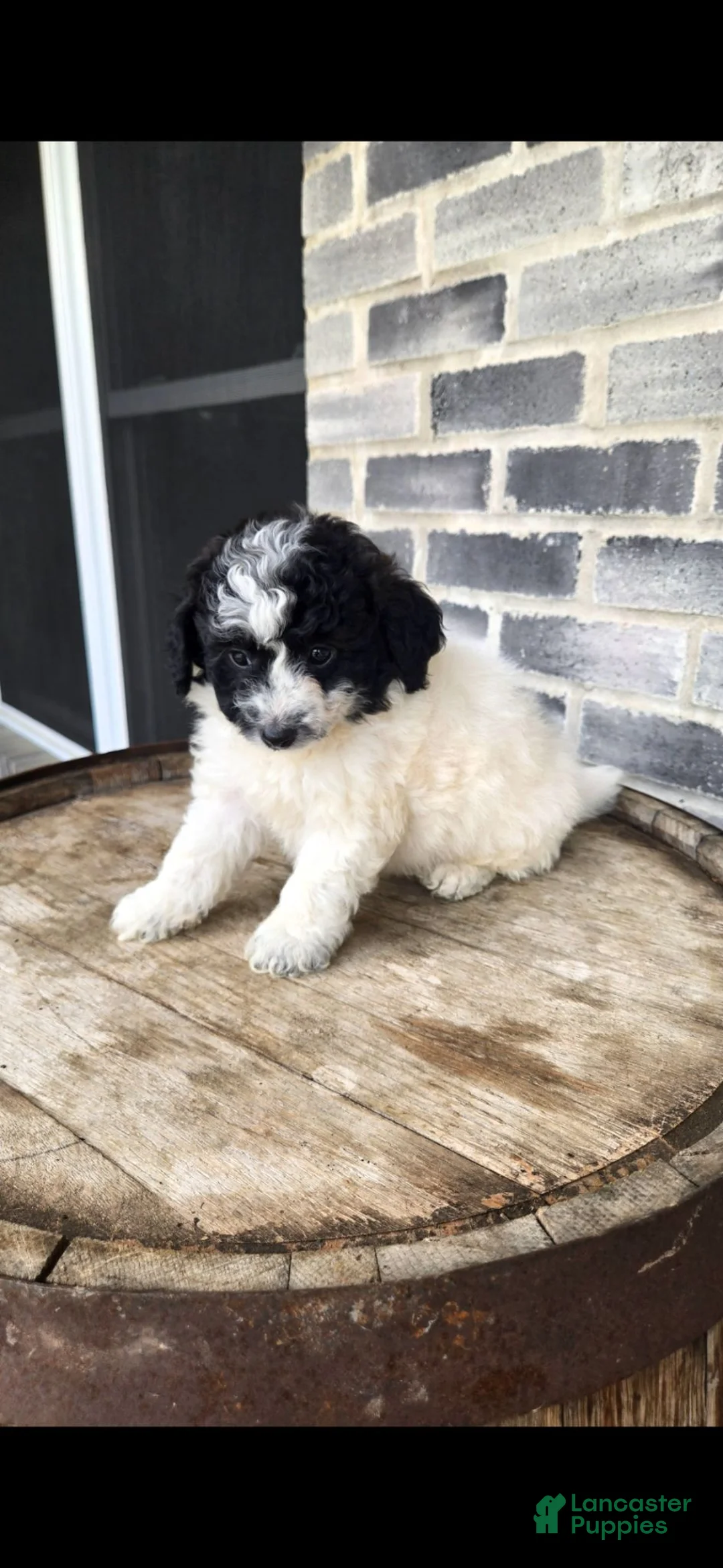 Mini Bernedoodle dogs for sale: Mini Bernedoodle 4 - Ad 2