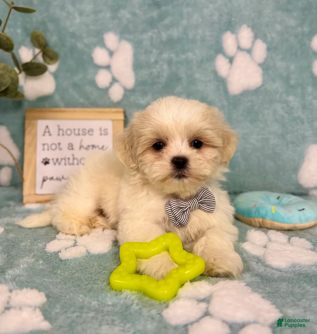 Malshi dogs for sale: Milo - Ad 2