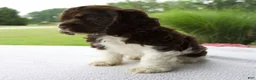 Cocker Spaniel dogs for sale: Starboy - Ad 4