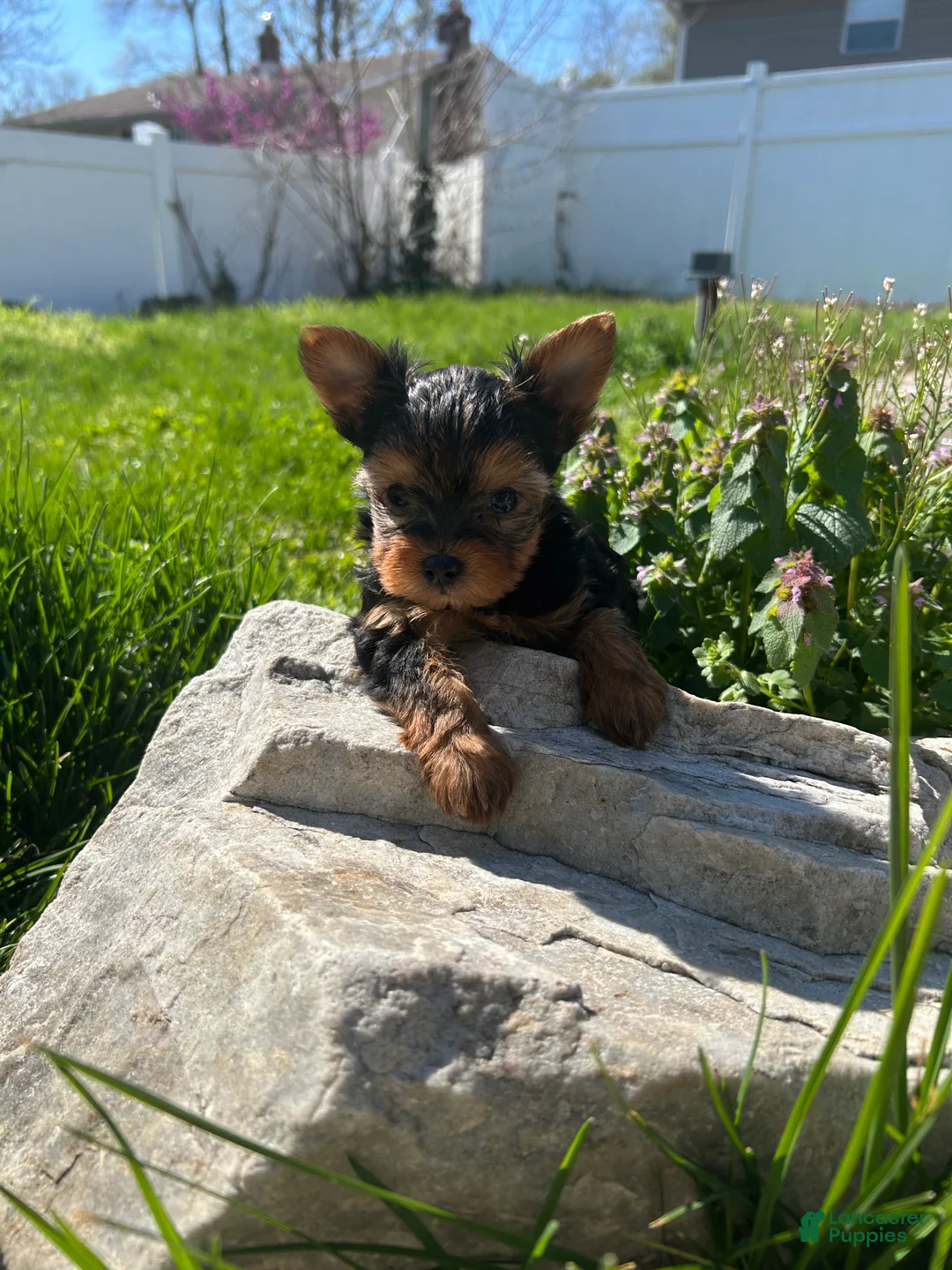 Yorkshire Terrier dogs for sale: Yorkshire Terrier Puppy 2 teacup Mickey  - Ad 1